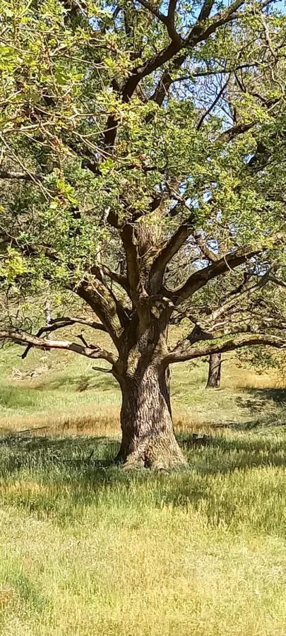 Onder De Eik Villa Ermelo Esterno foto